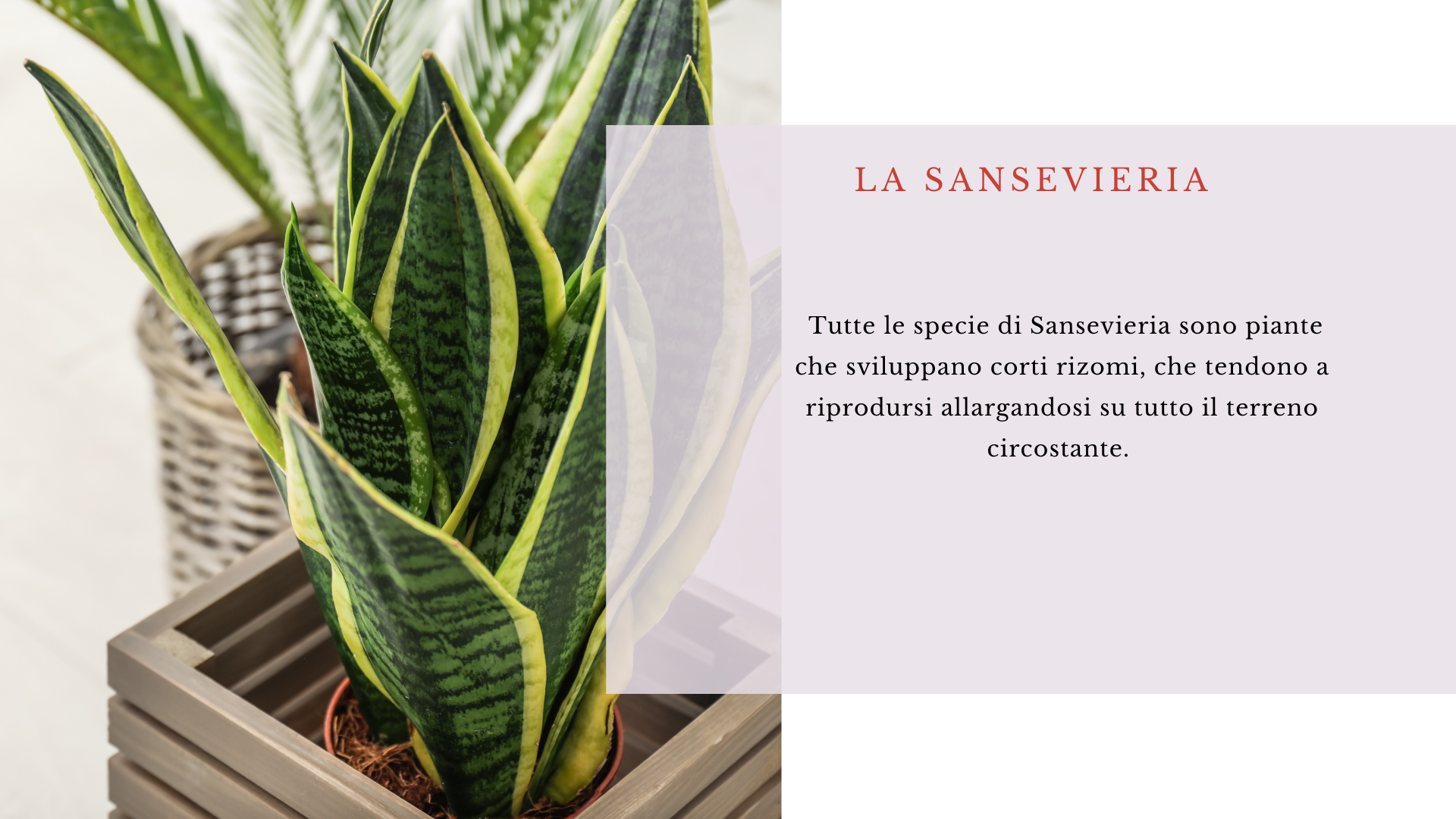 Sansevieria