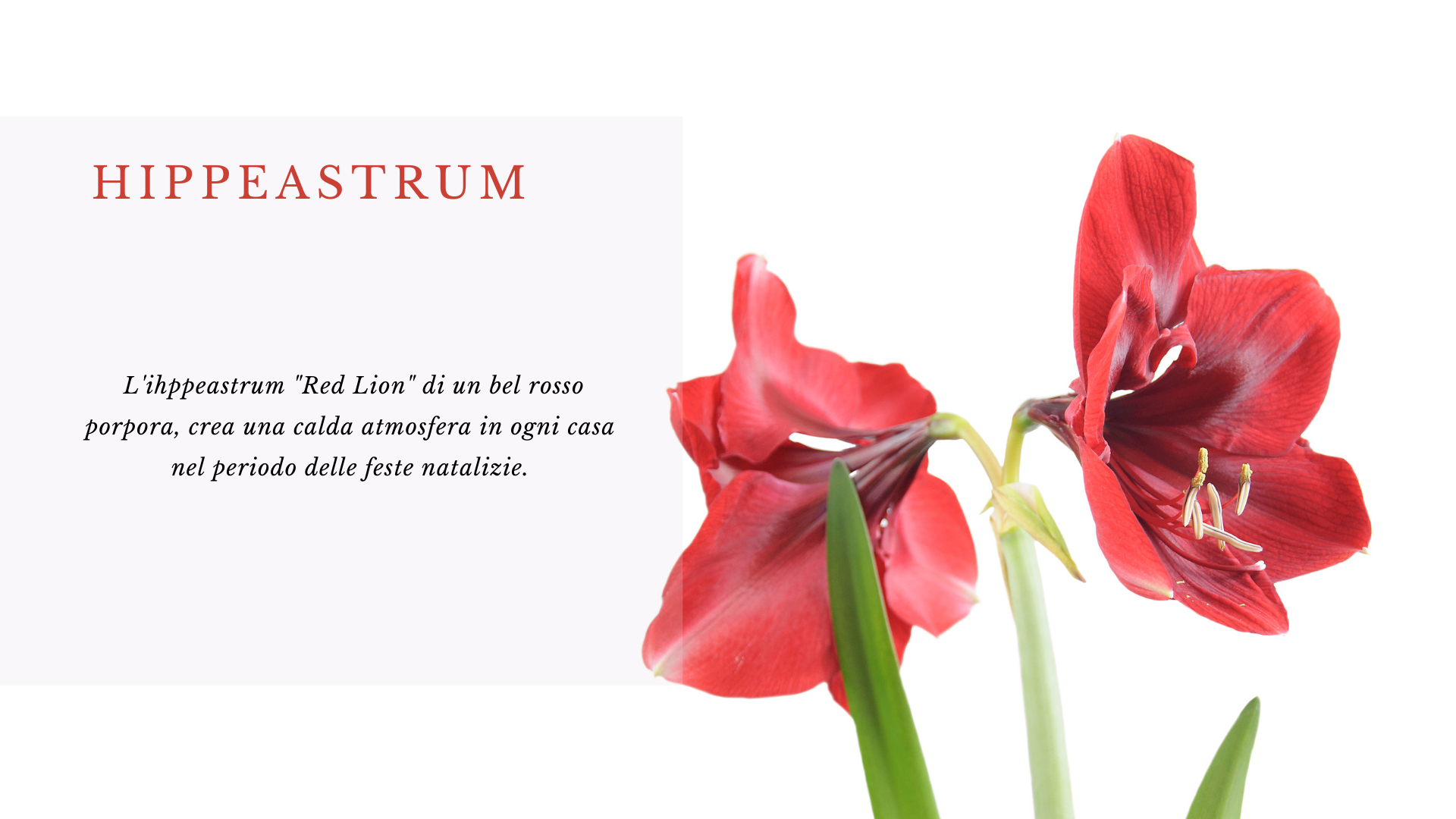 Hippeastrum