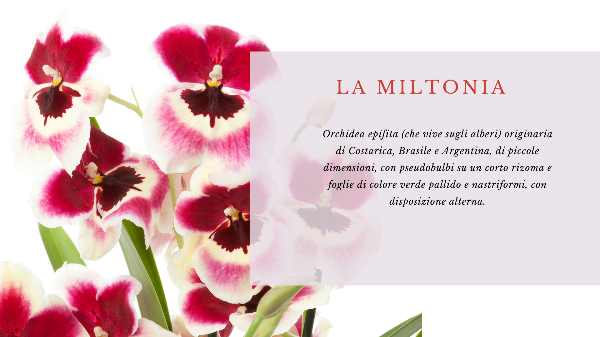 Miltonia Miltonia