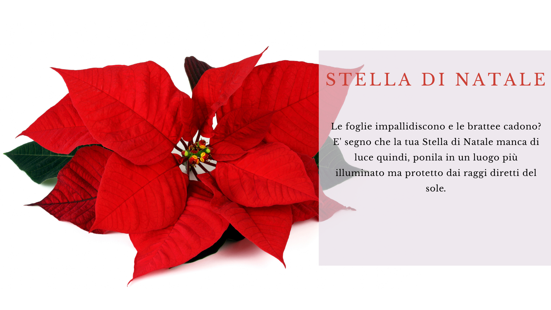 Stella di natale Stella di natale