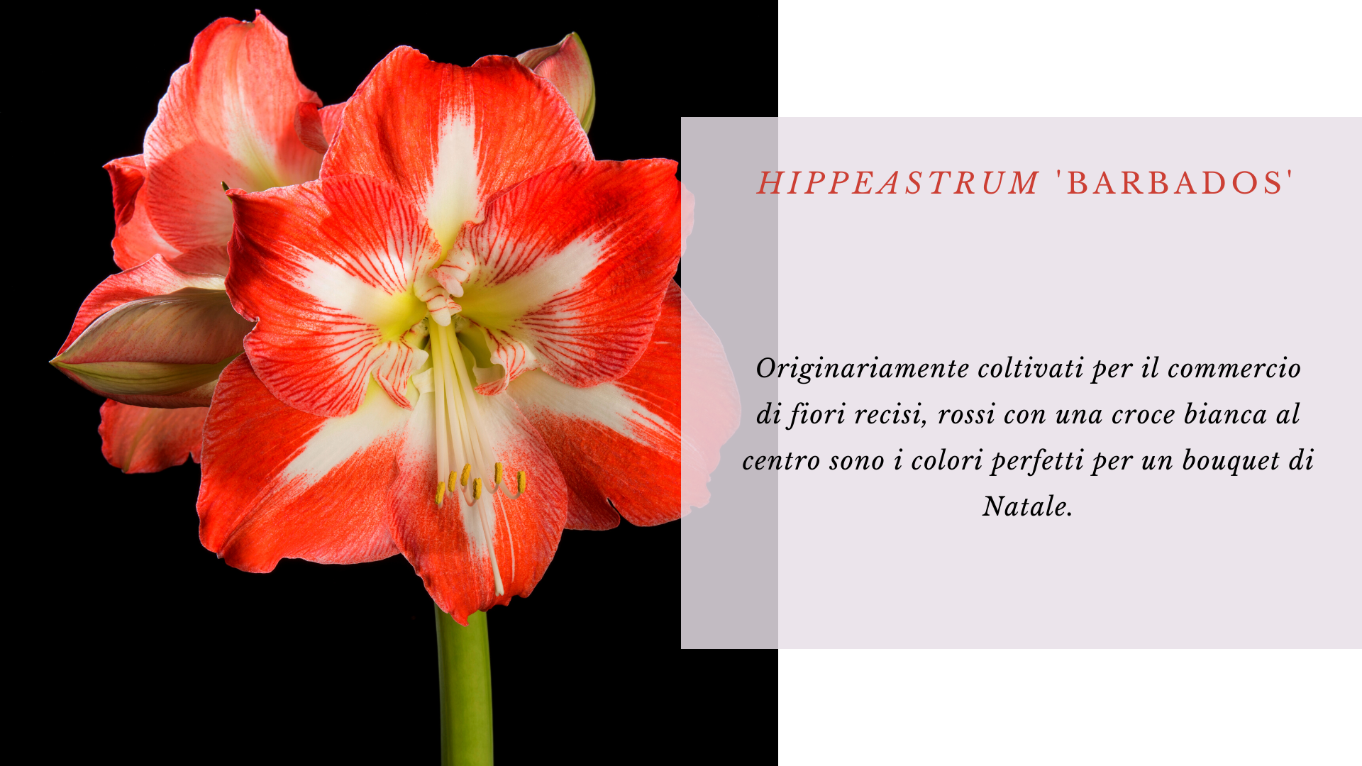 Amaryllis