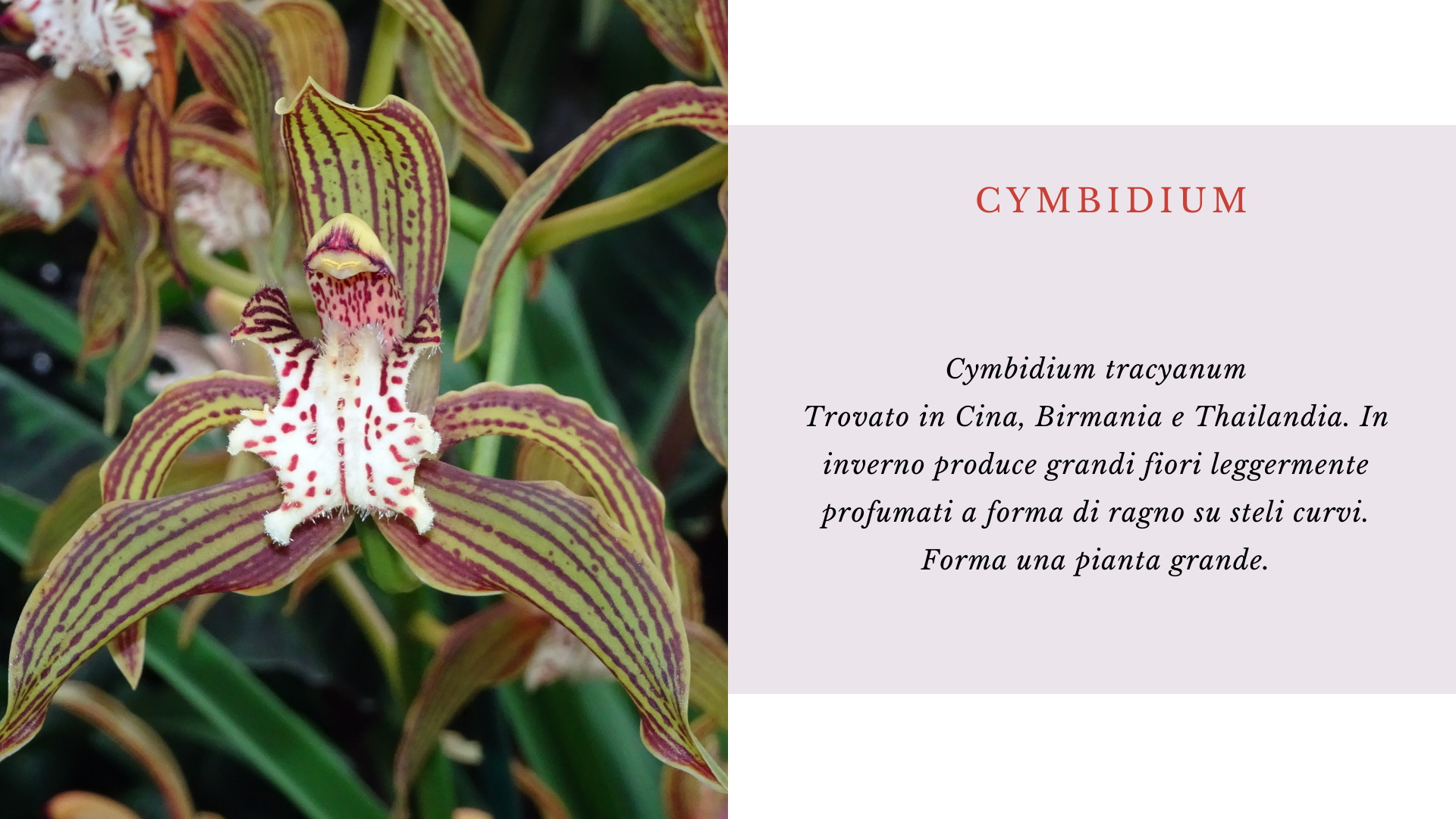 Cymbidium