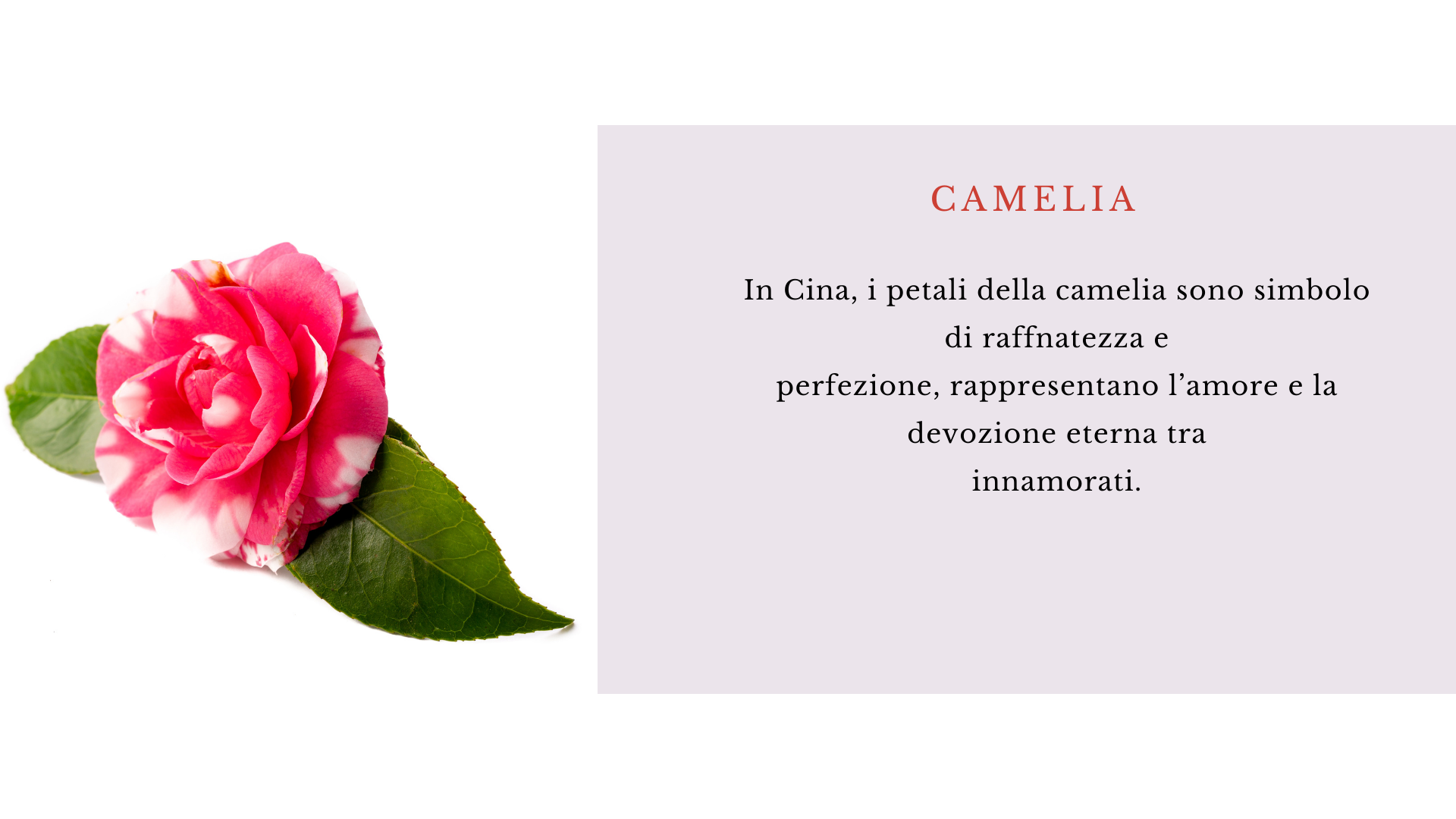 Camelia