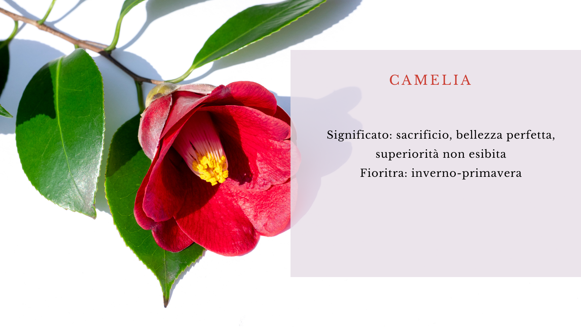 Camelia