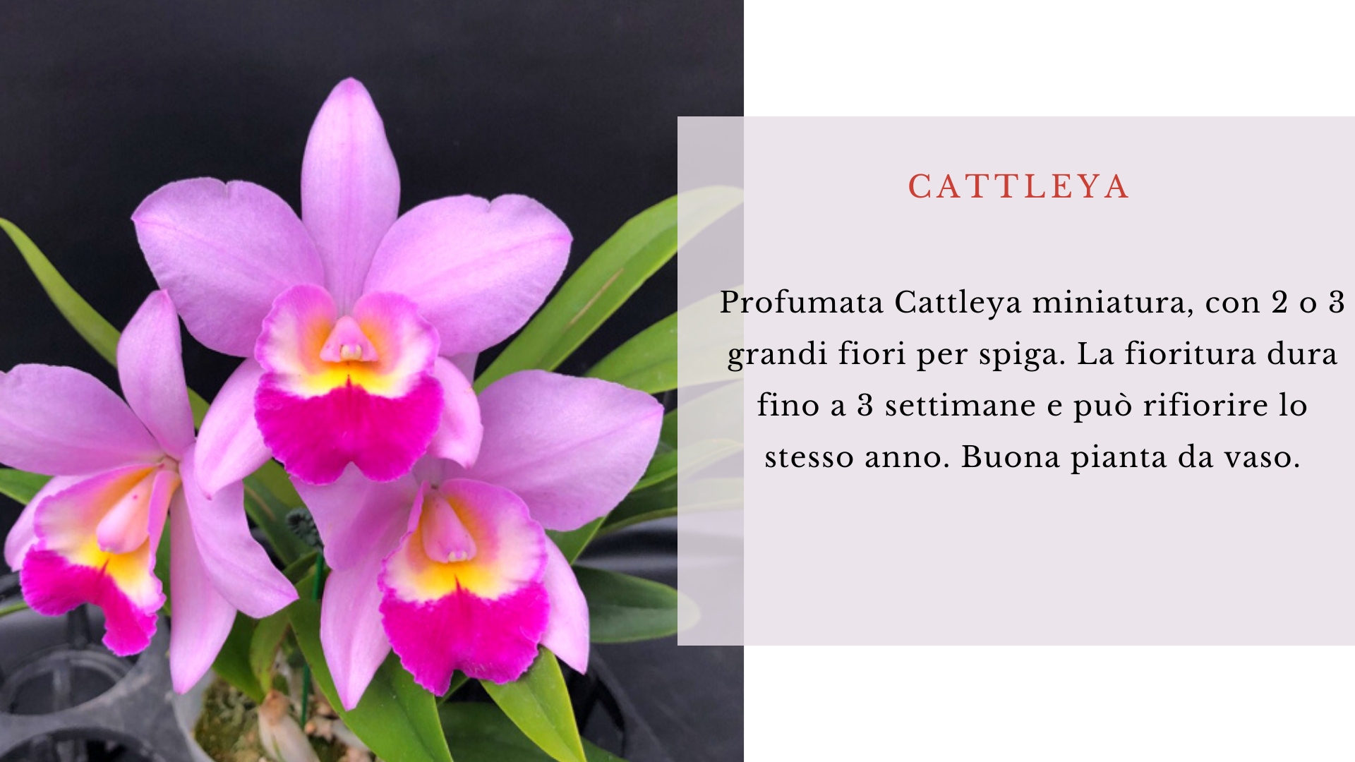 Cattleya