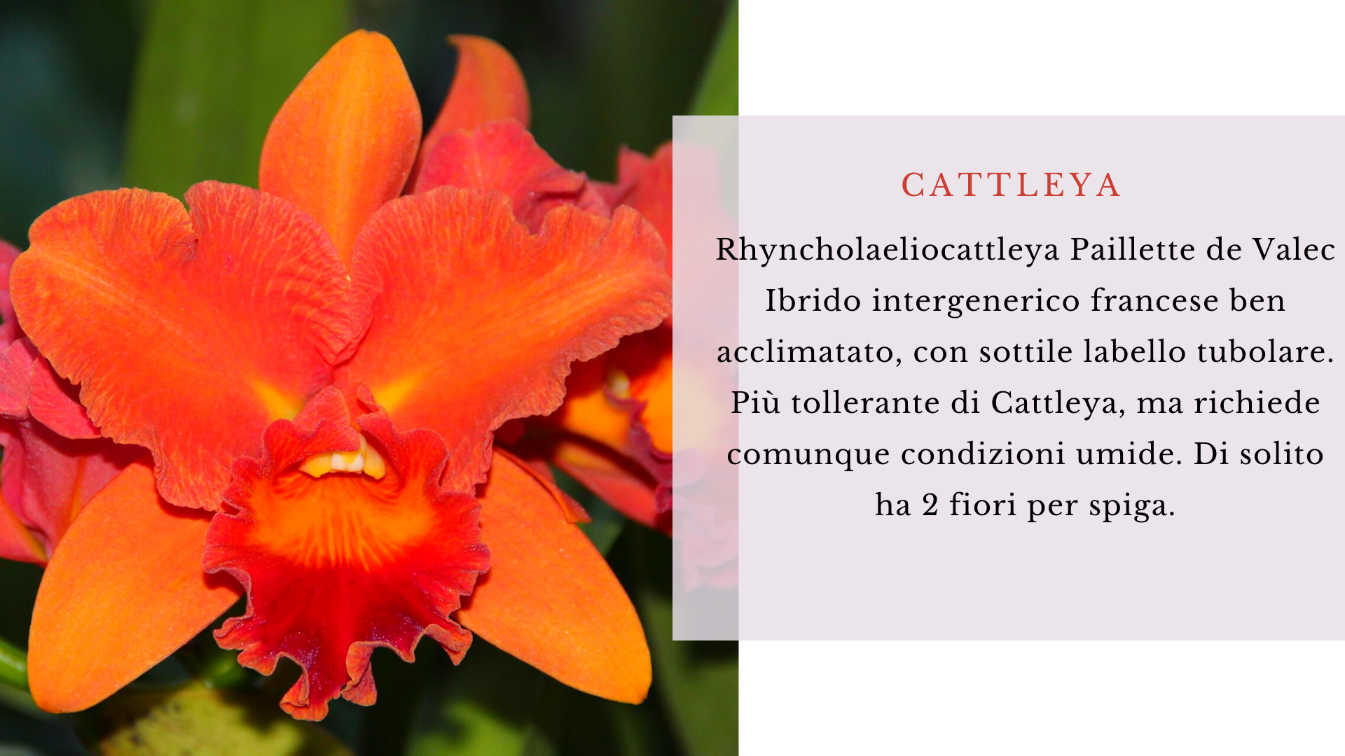 cattleya