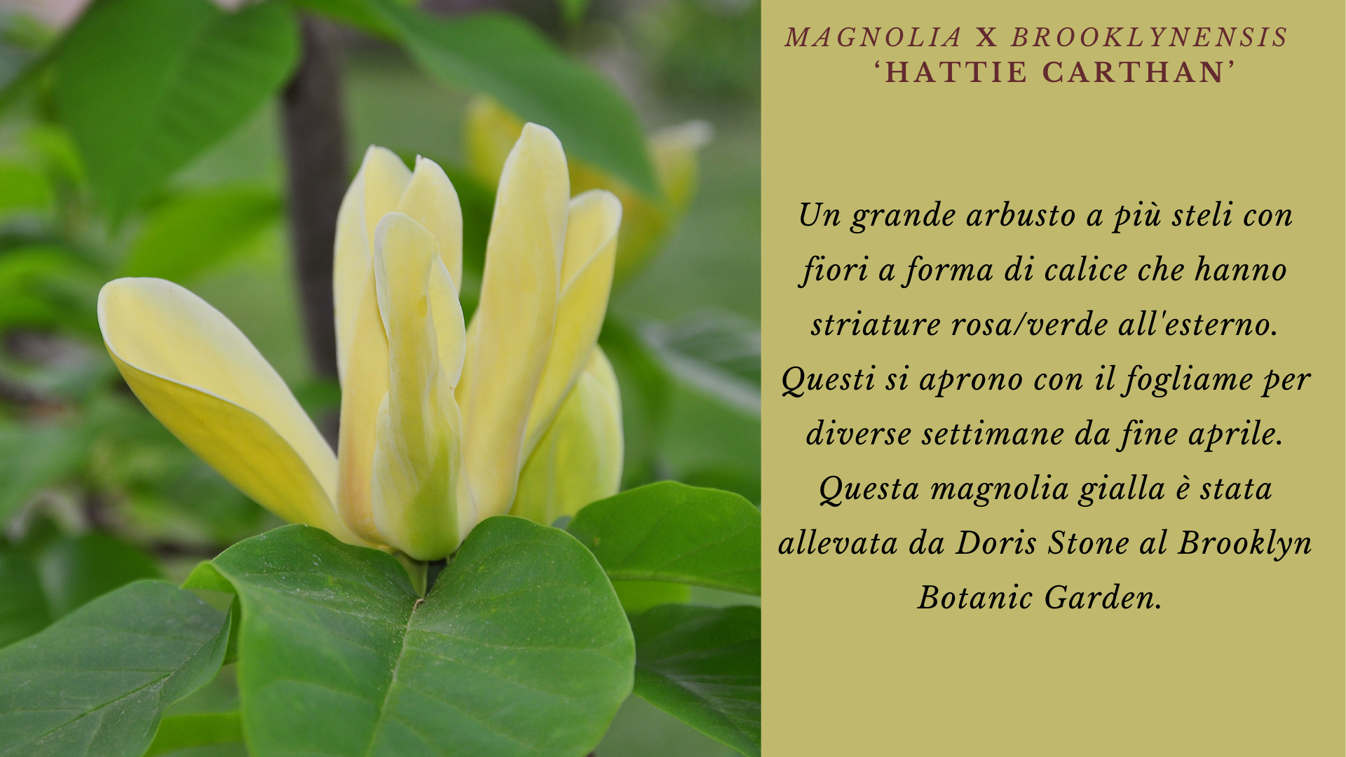Magnolia
