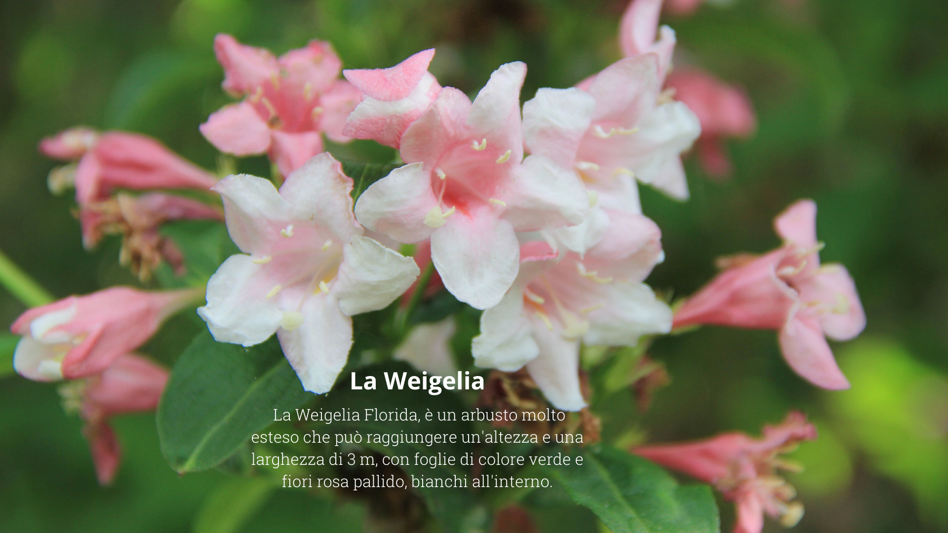 Weigelia