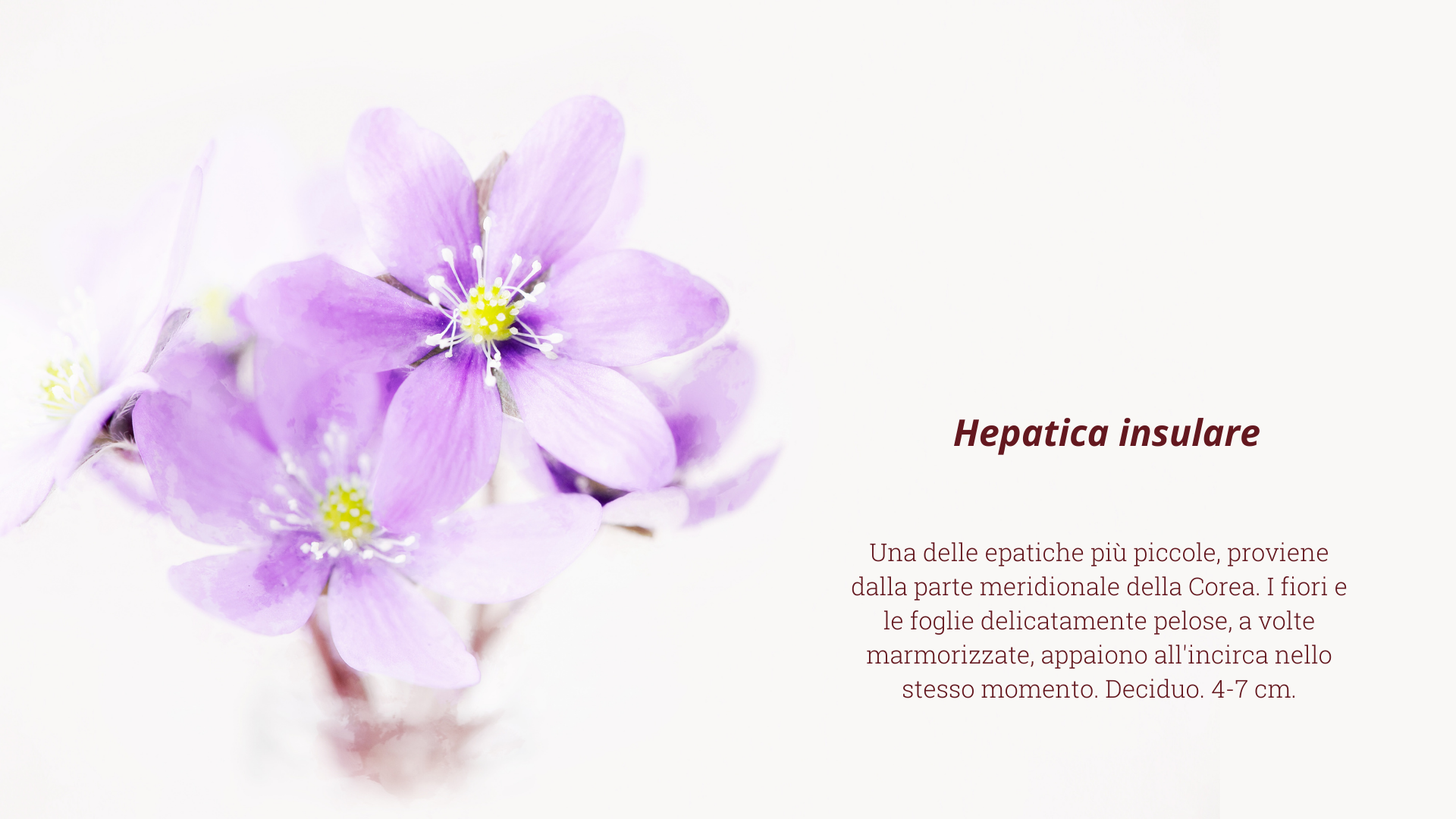 hepatica