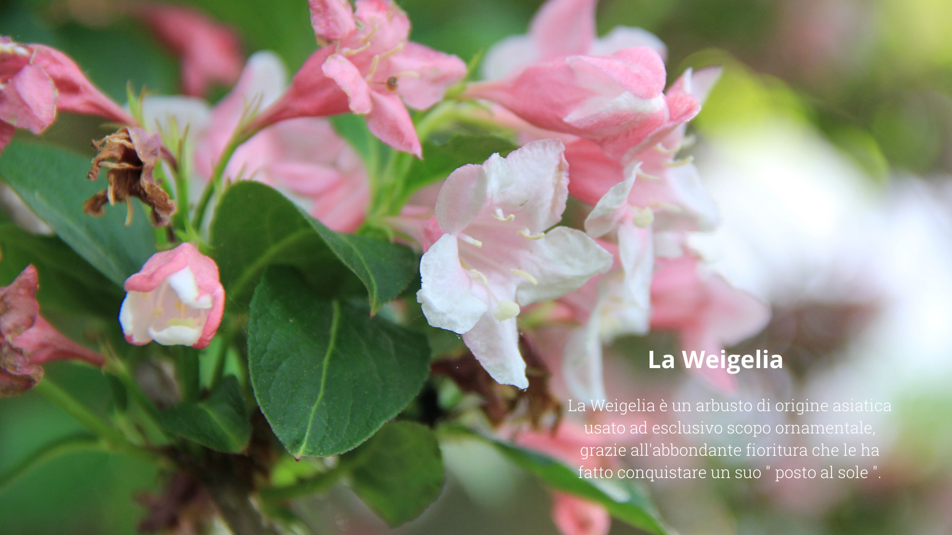 Weigelia