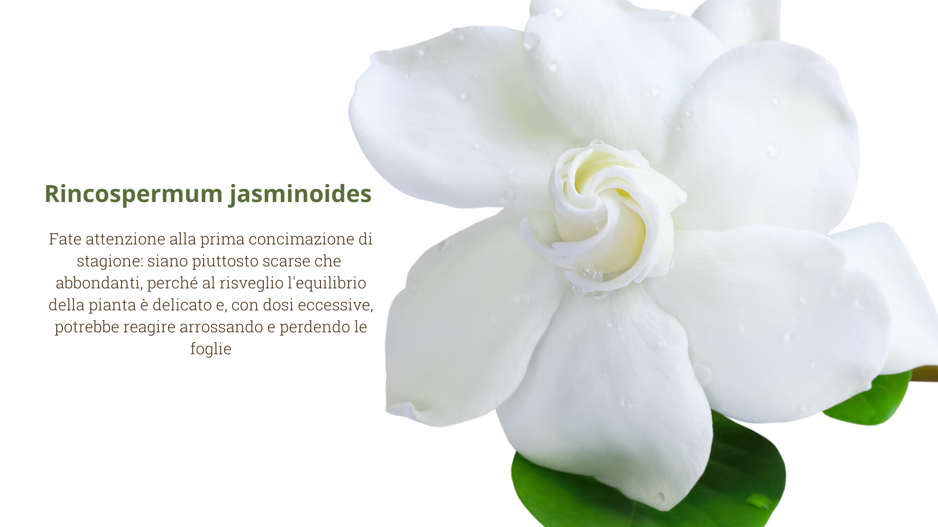 Rincospermum jasminoides