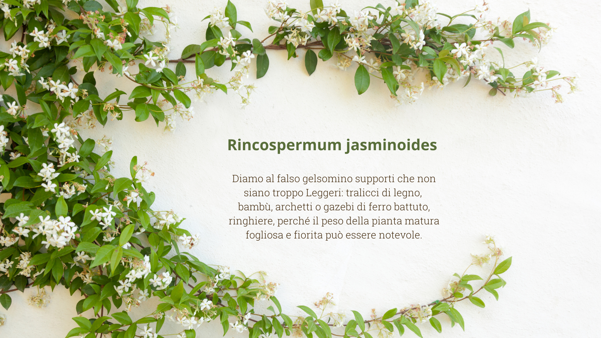 Rincospermum jasminoides
