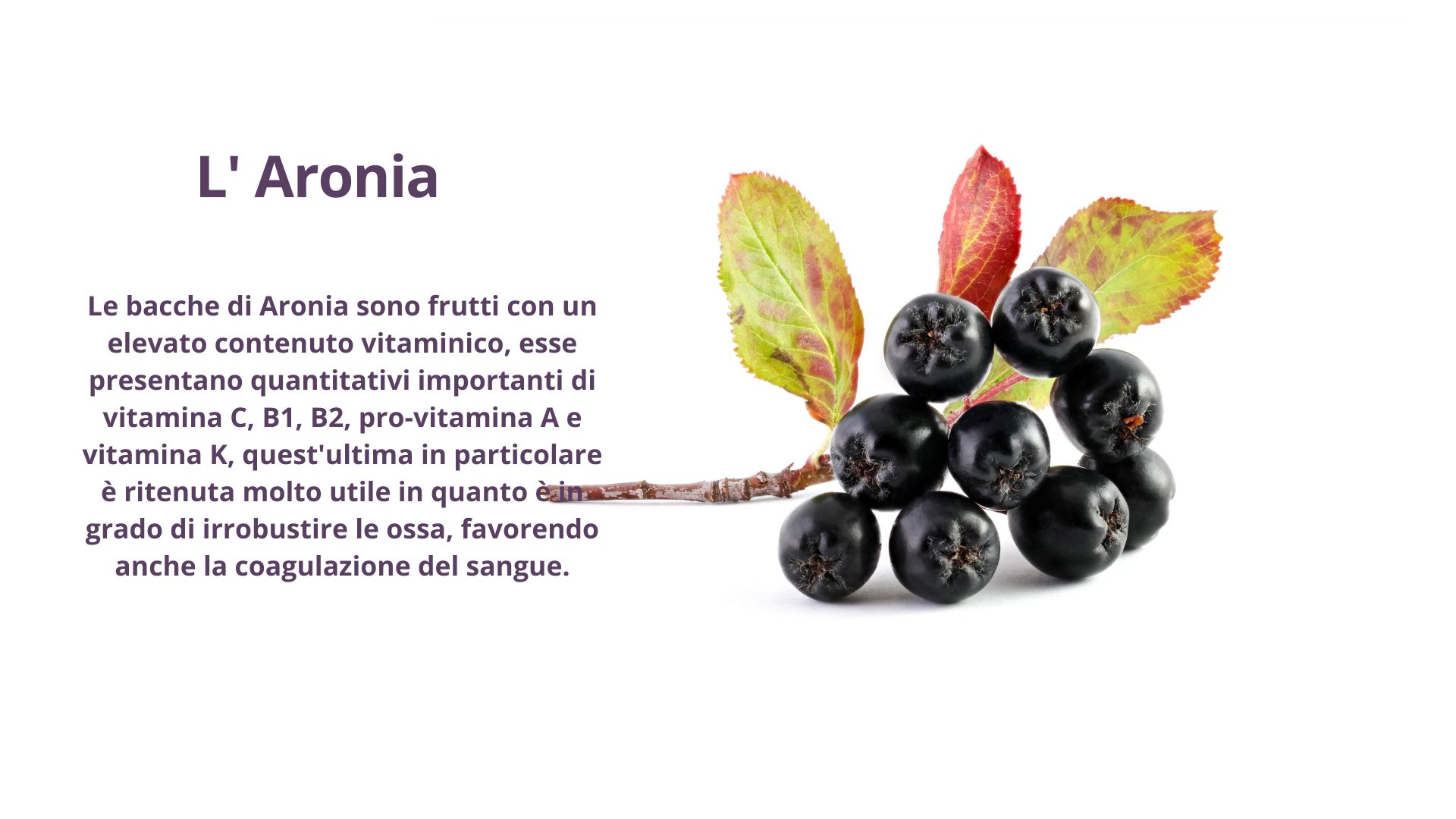 Aronia Aronia