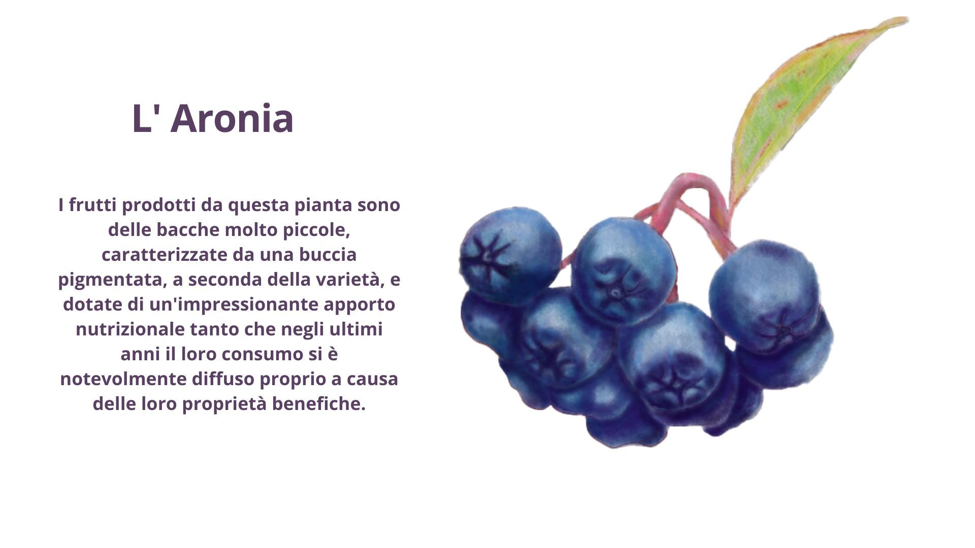 Aronia Aronia