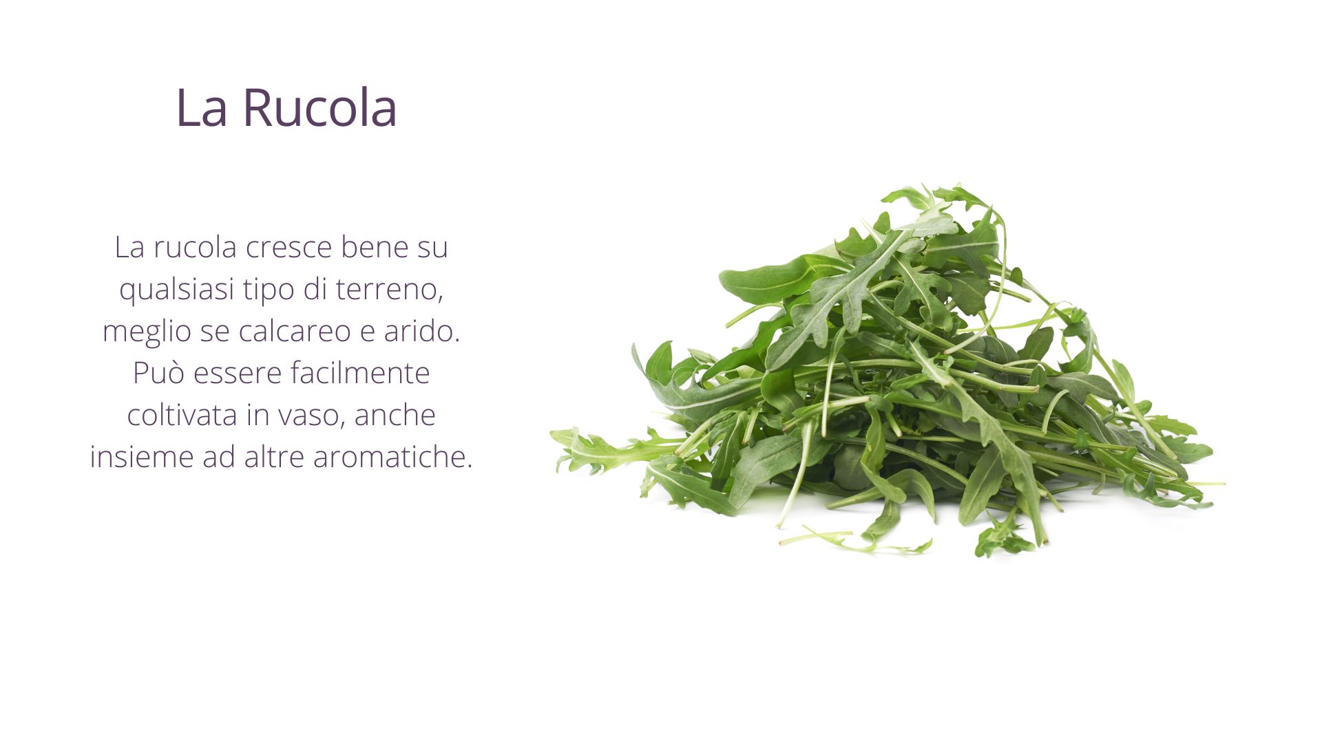 Rucola