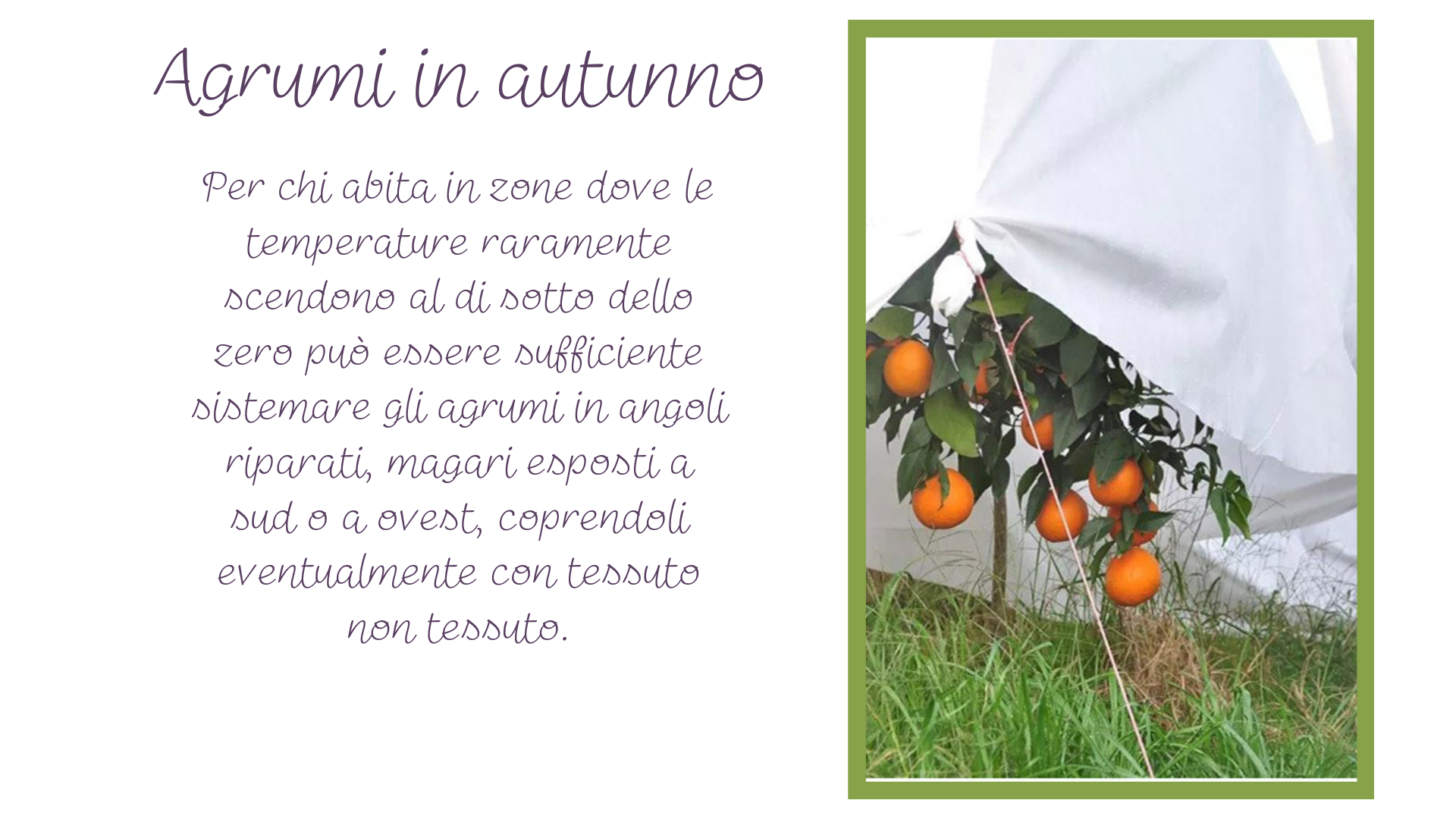Agrumi