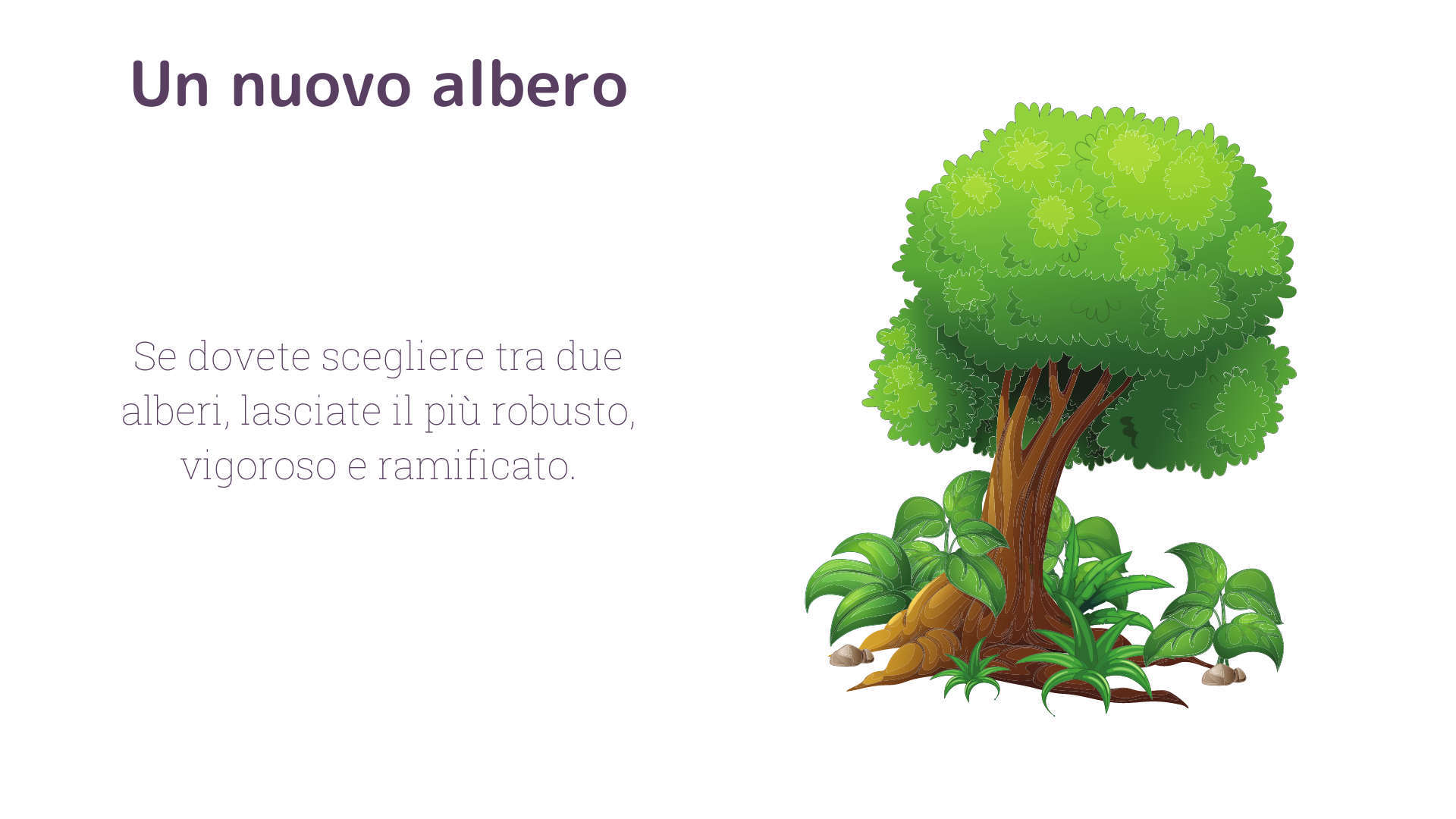 albero