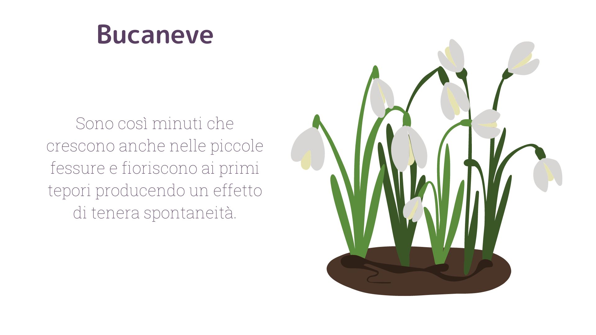 Bucaneve