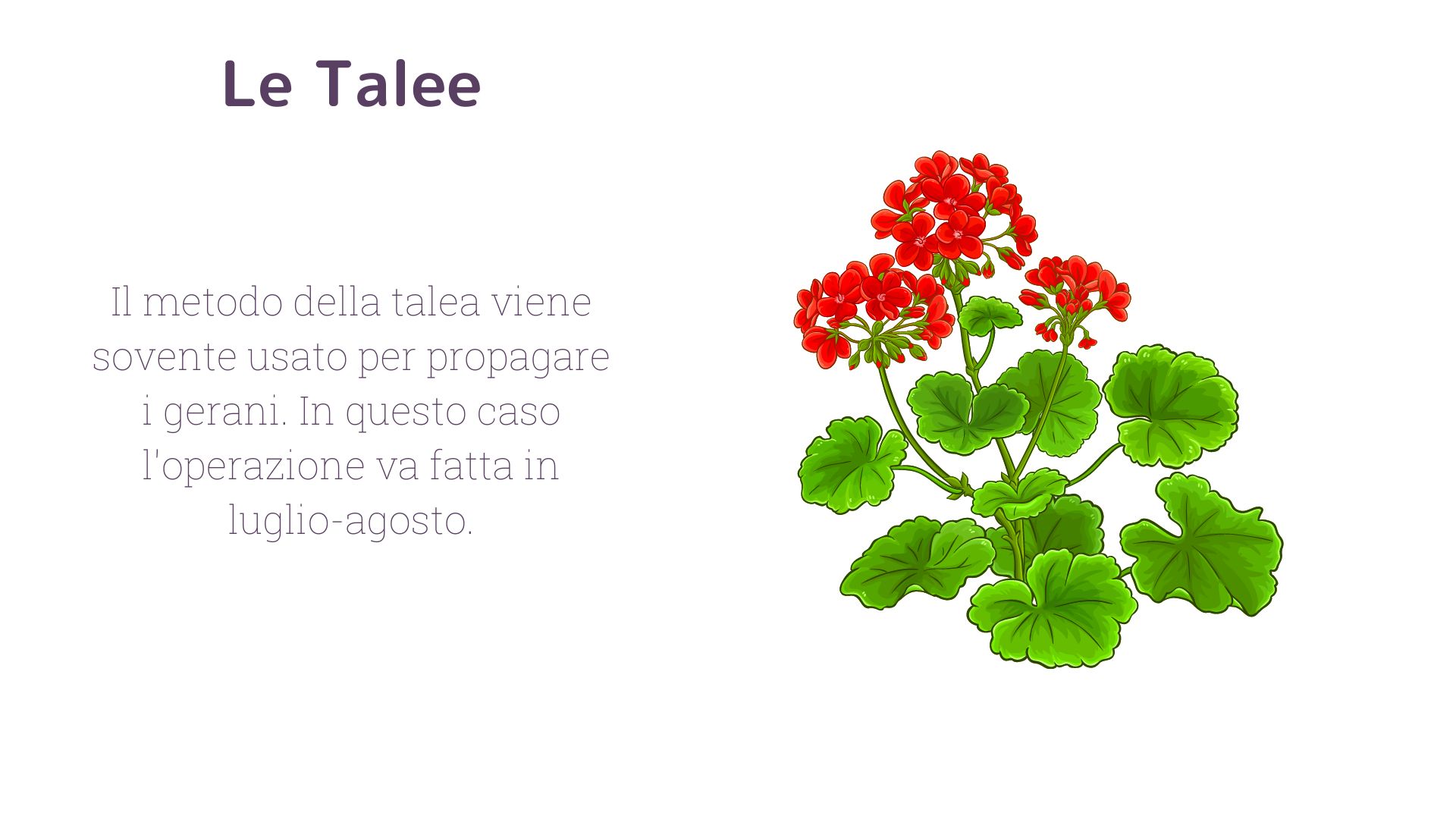 Talea