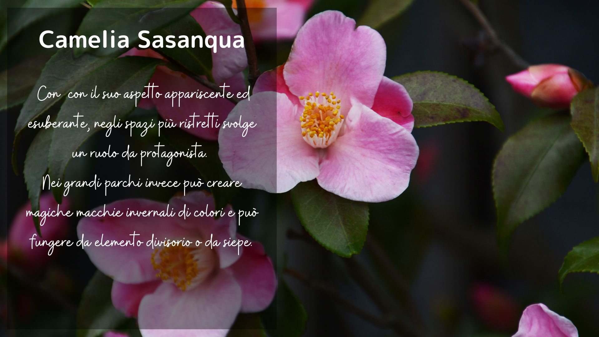 Sasanqua