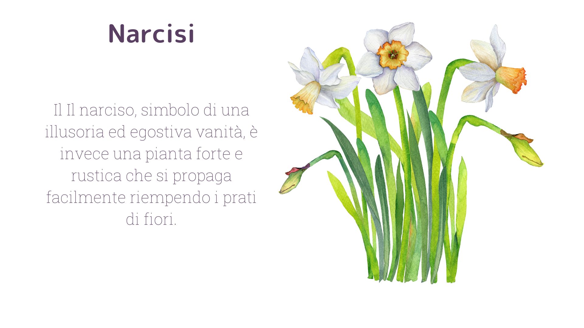 Narcisi