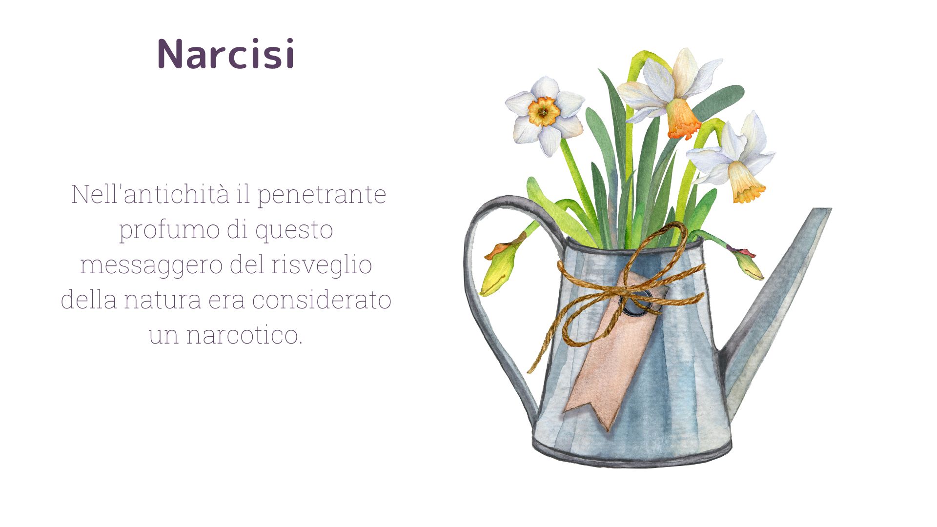 narcisi