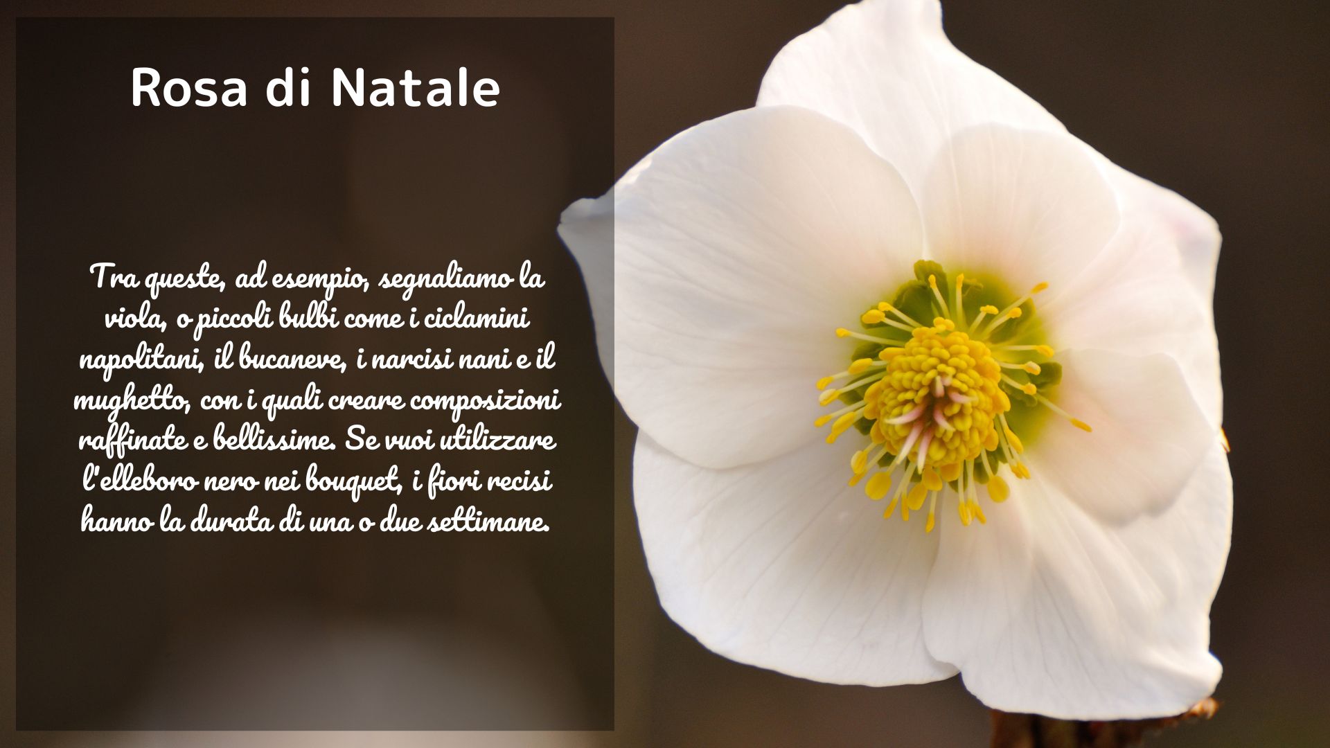 Rosa di Natale