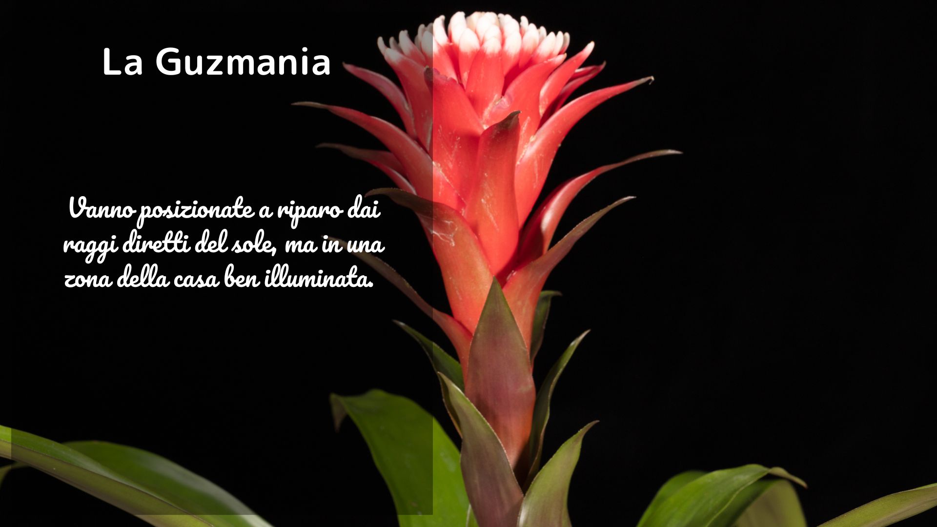 Guzmania