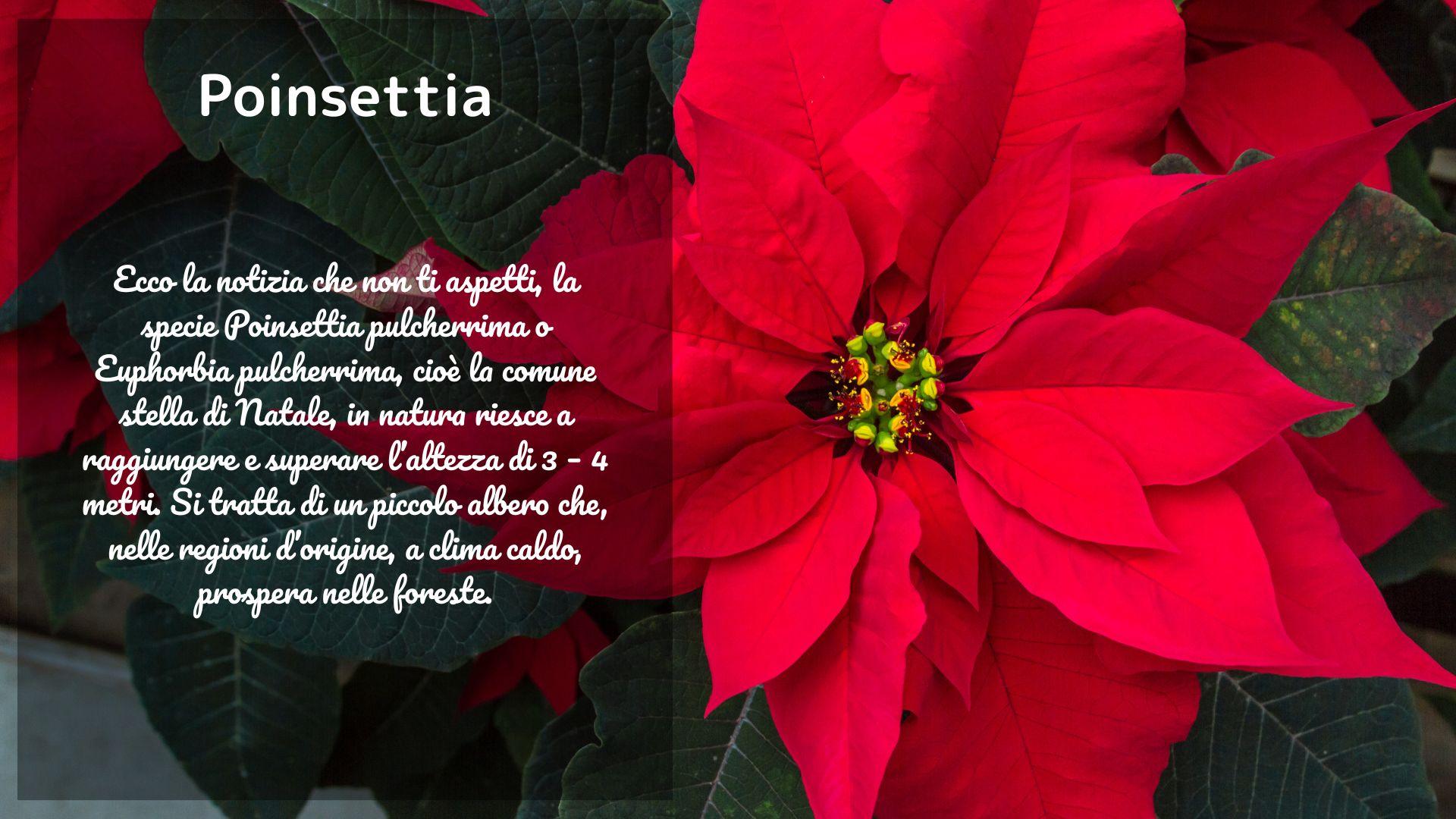 Poinsettia