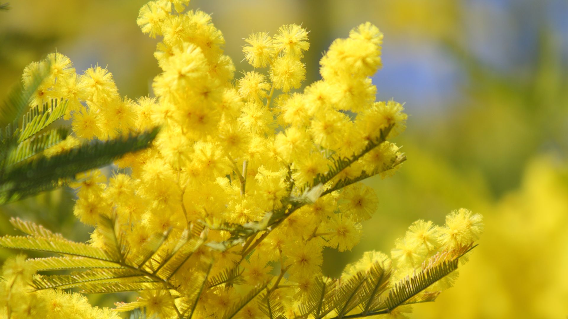 Mimosa