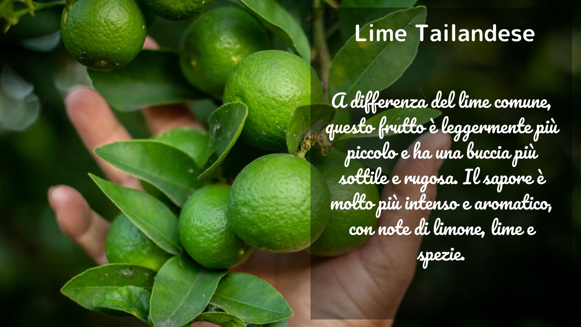 lime