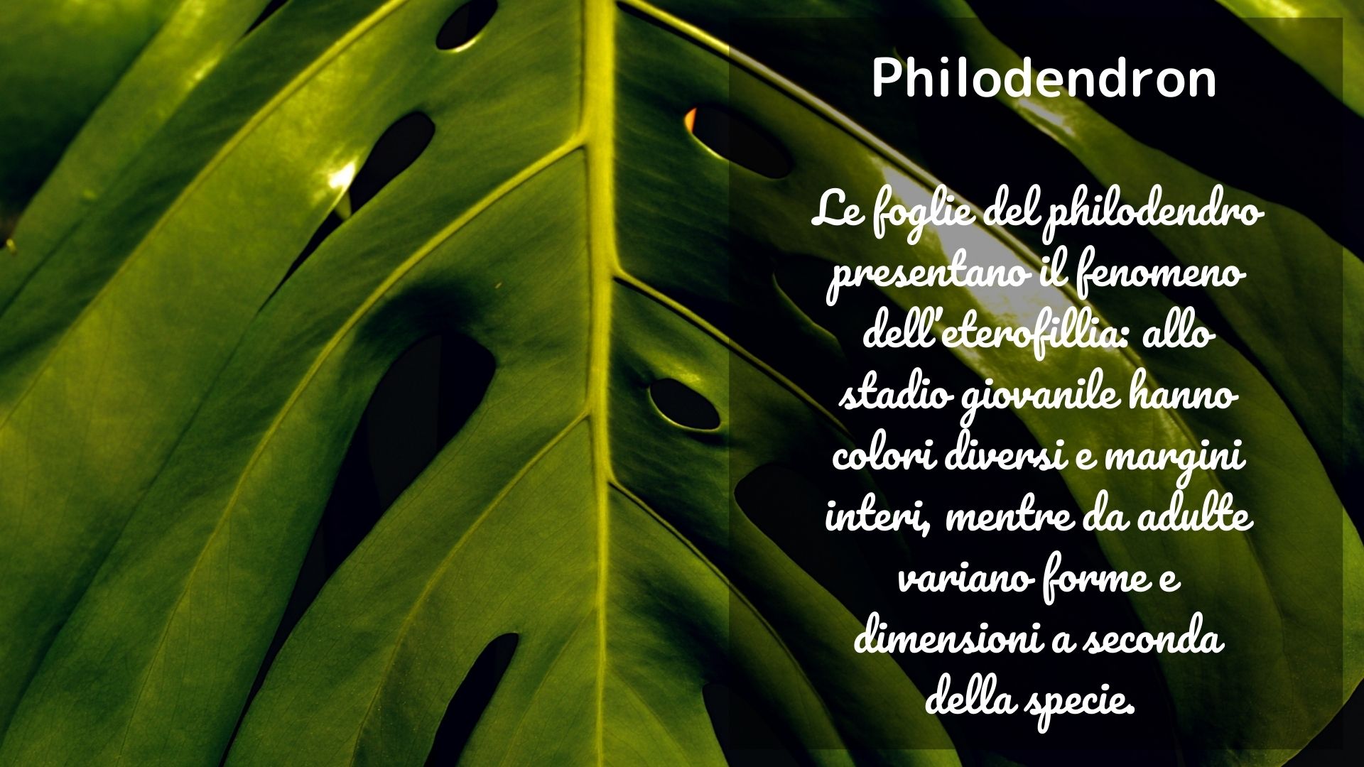 Philodendro