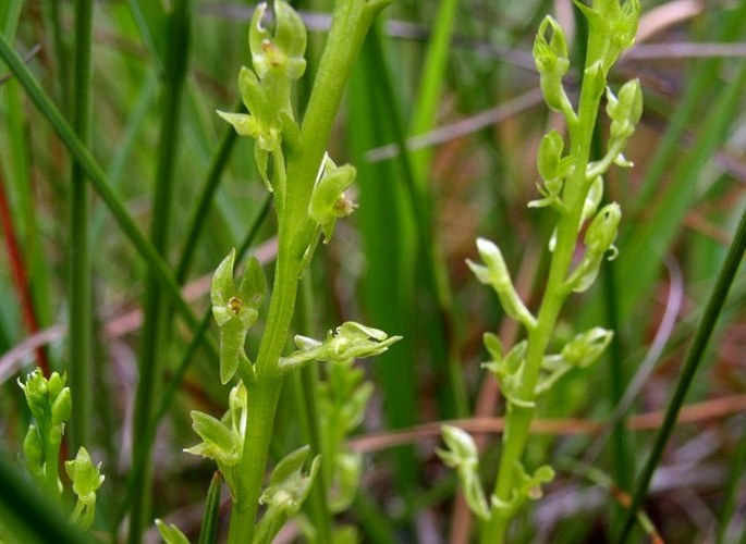 hammarbyaherb