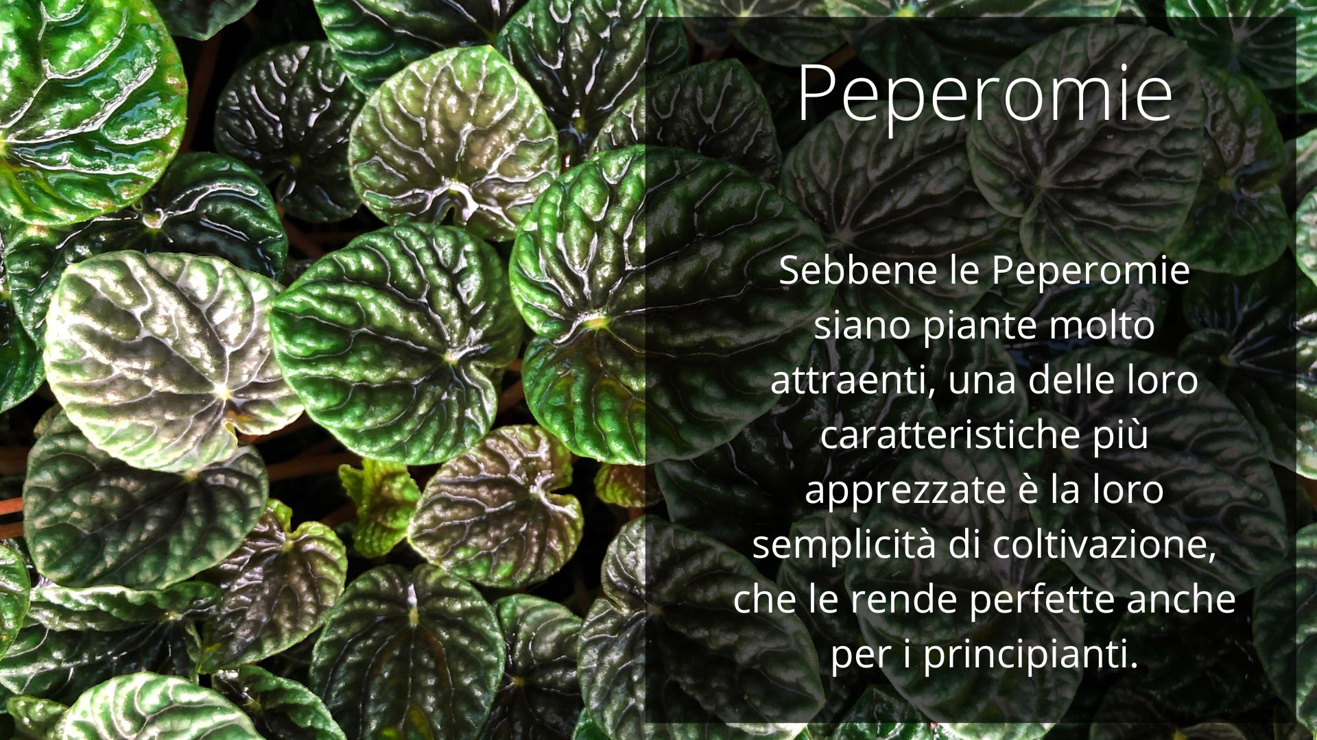 Peperomia