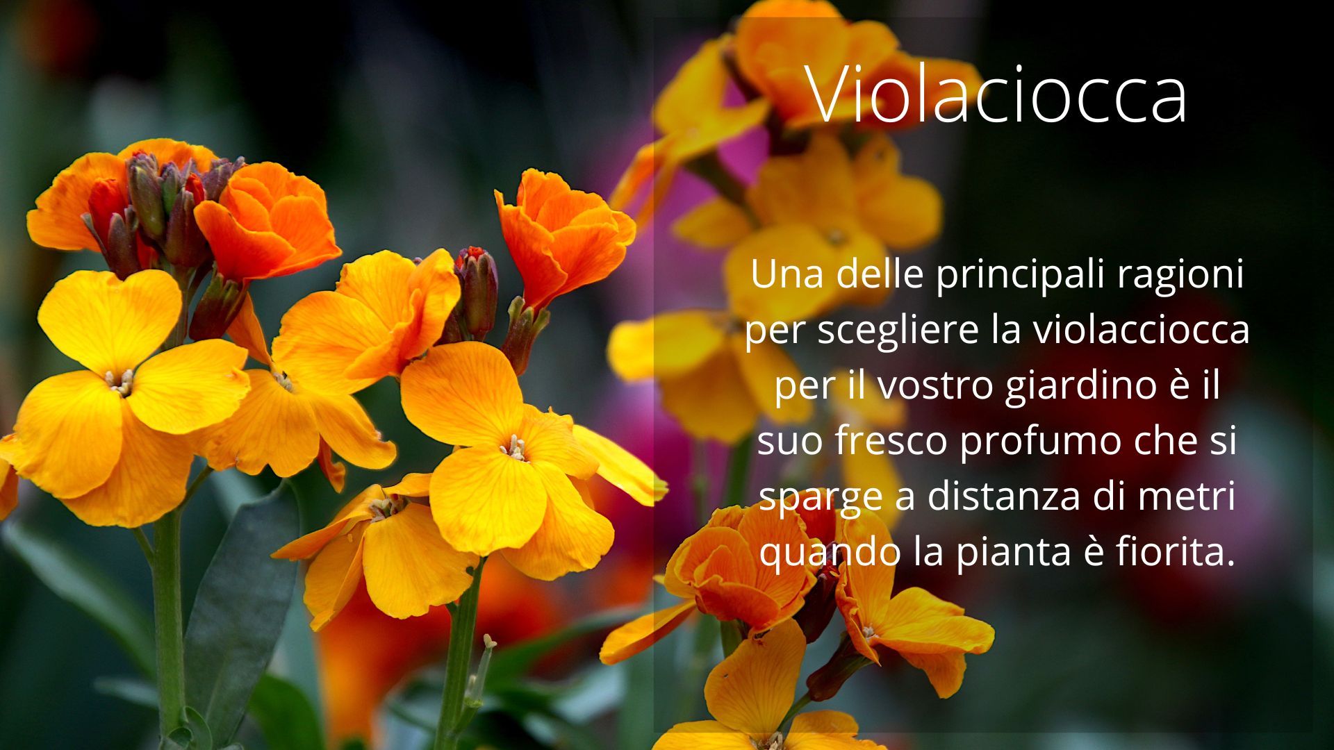 Violaciocca