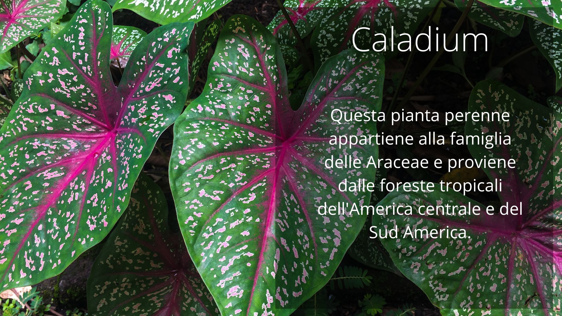 Caladium