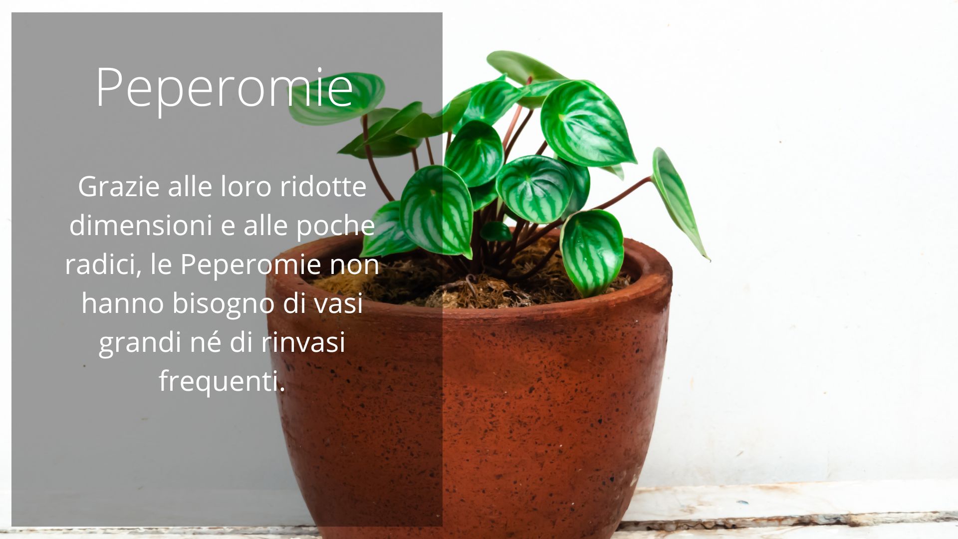Peperomia