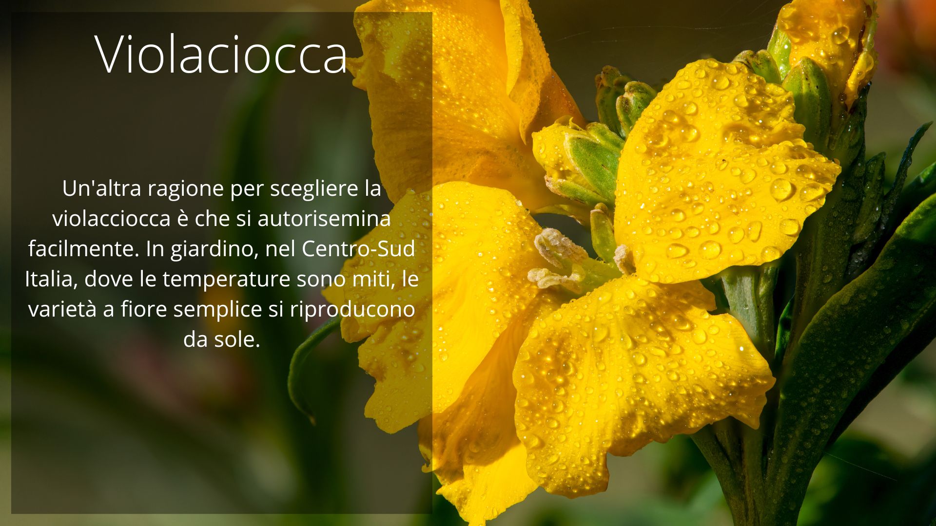 Violaciocca Violaciocca