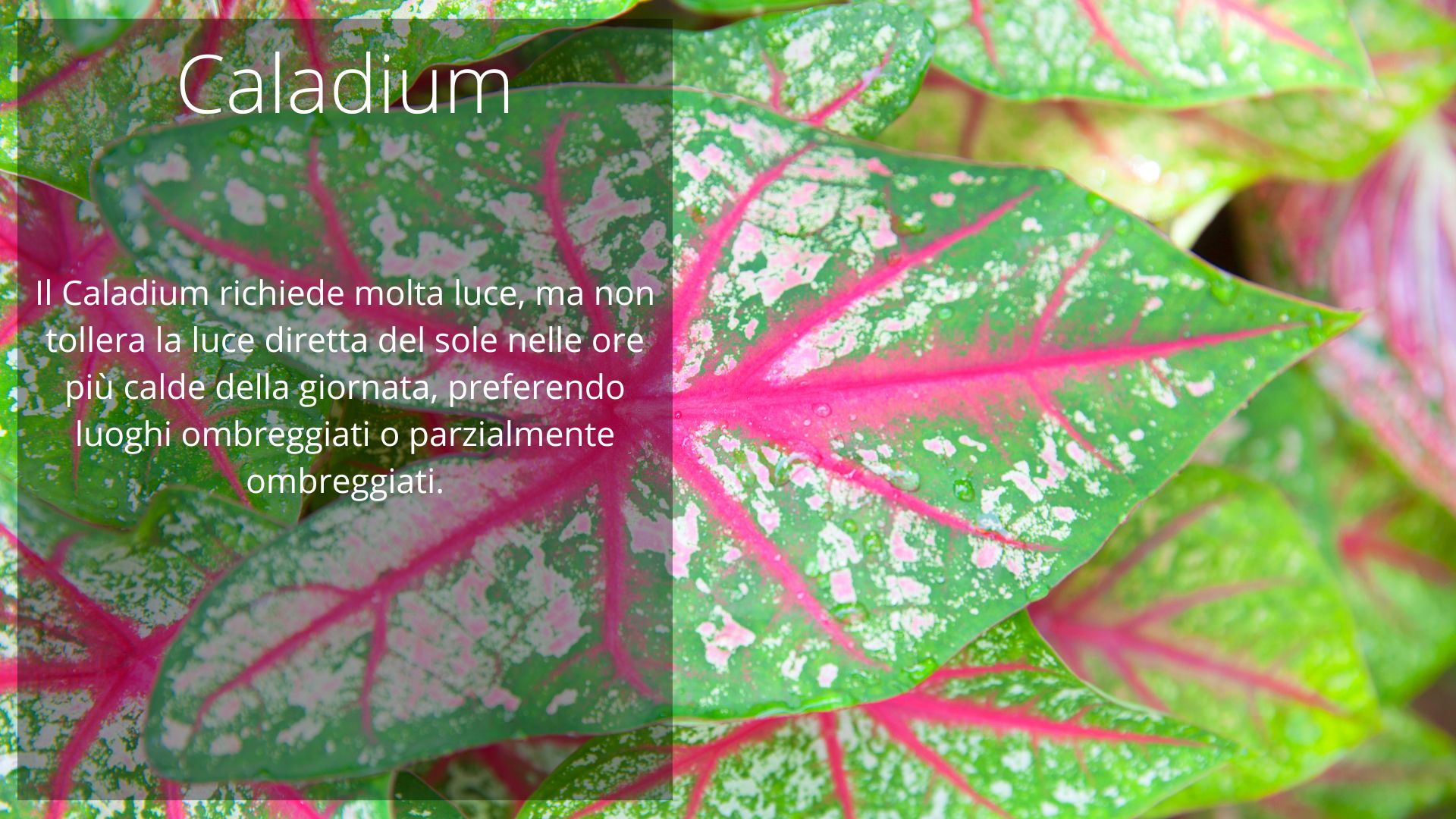 Caladium Caladium