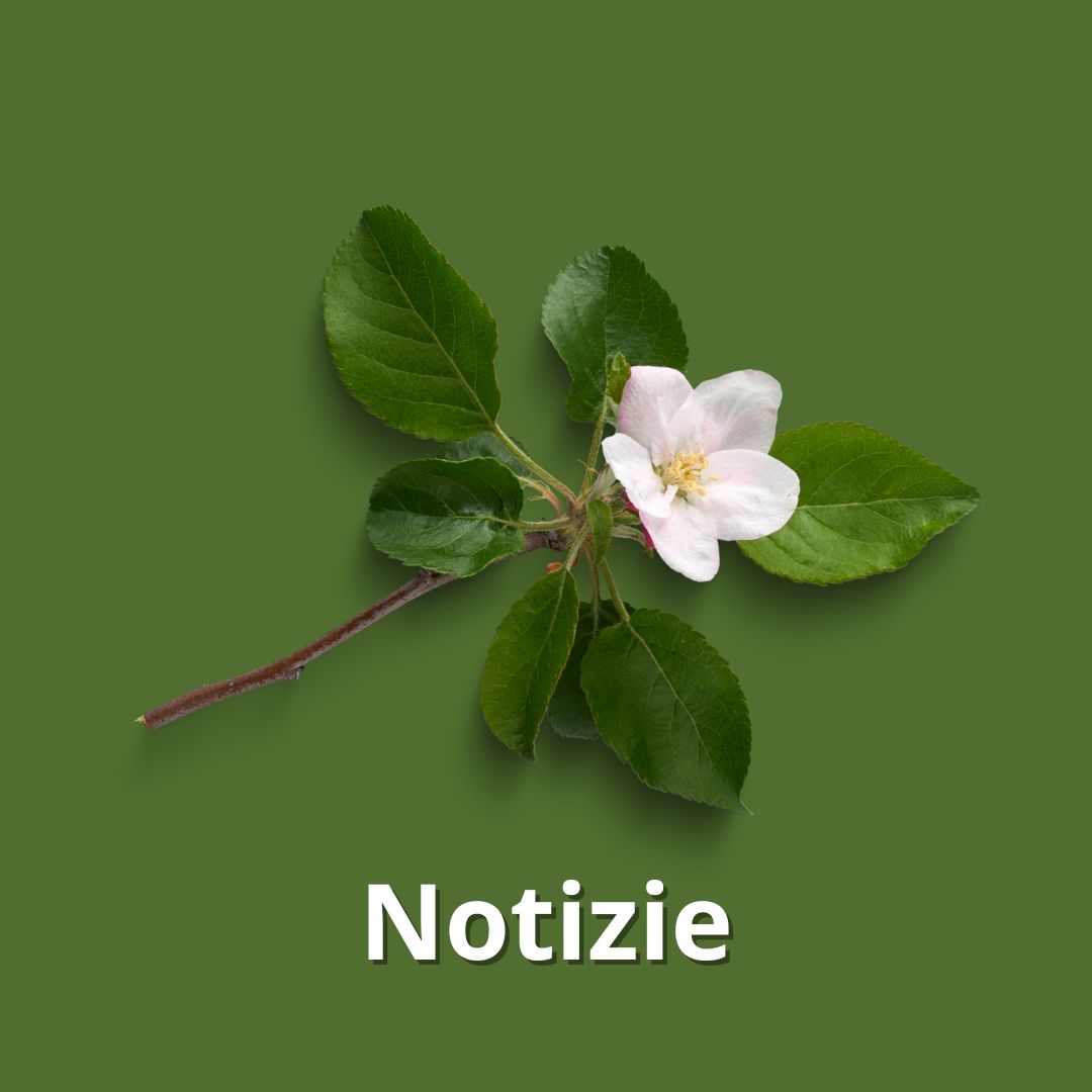 Notizie Notizie