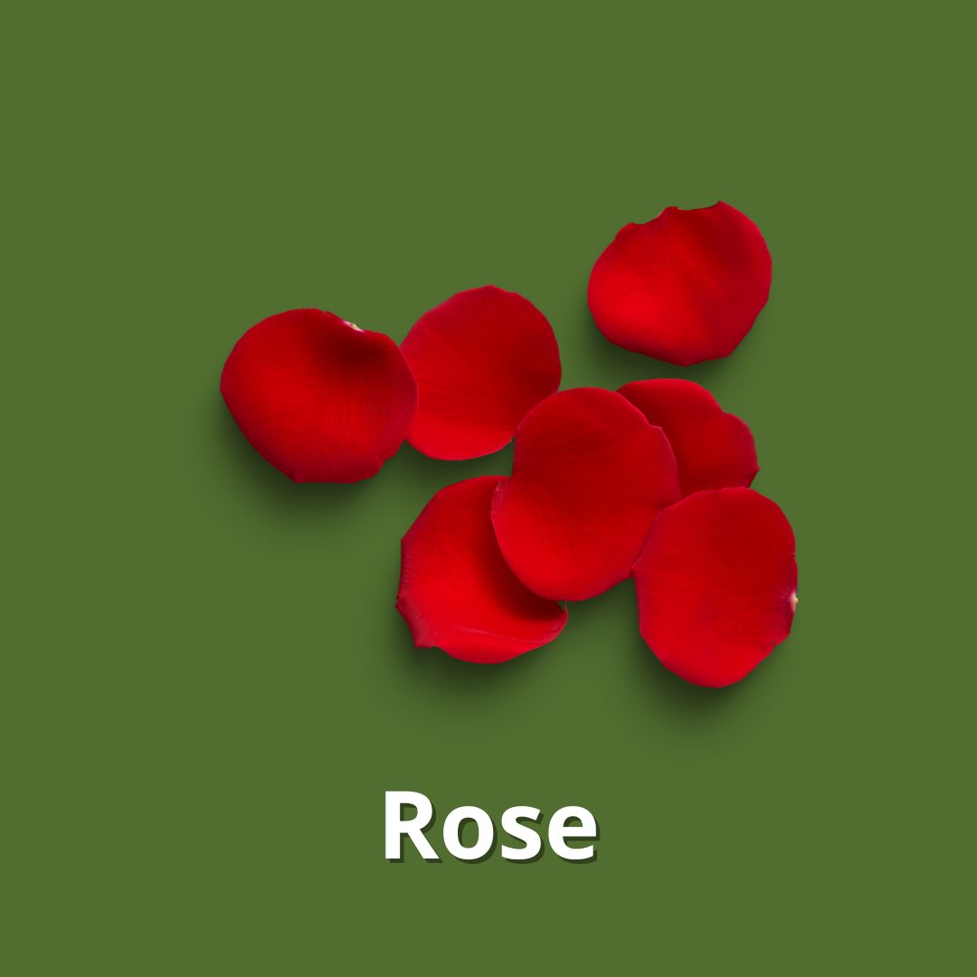 Rose Rose