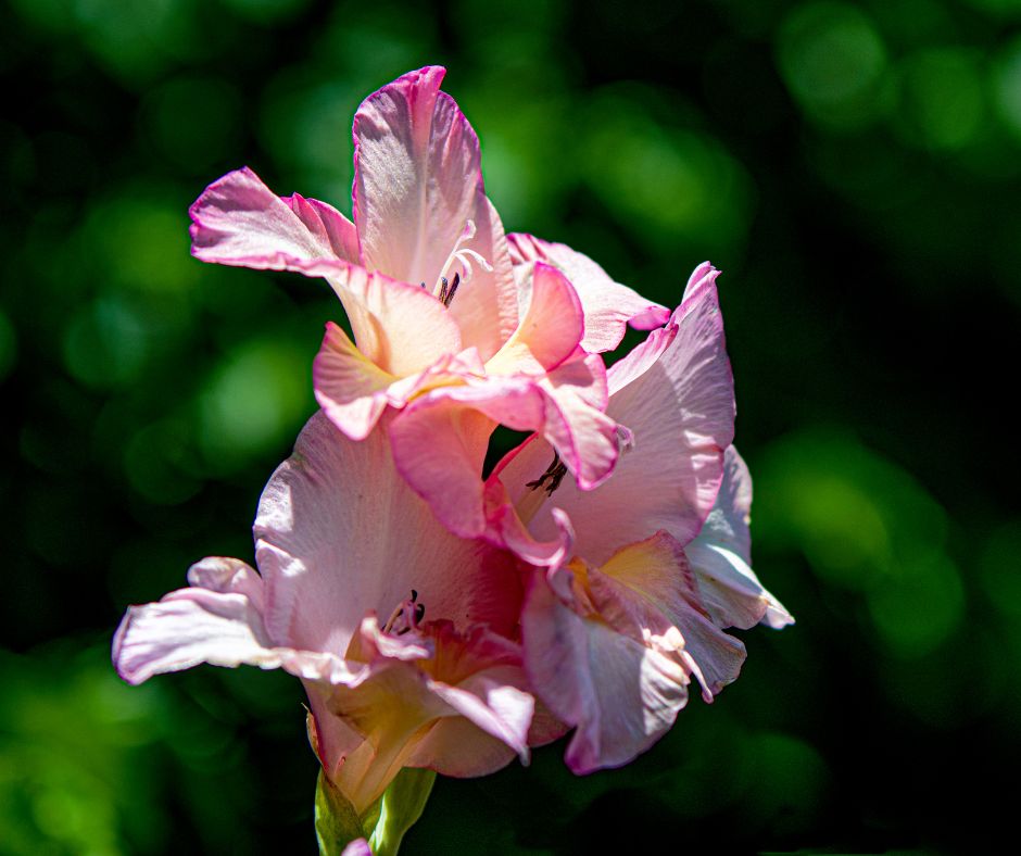 Il Gladiolo: Eleganza Verticale nei Giardini