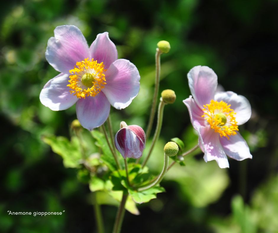L’Anemone Autunnale🍂