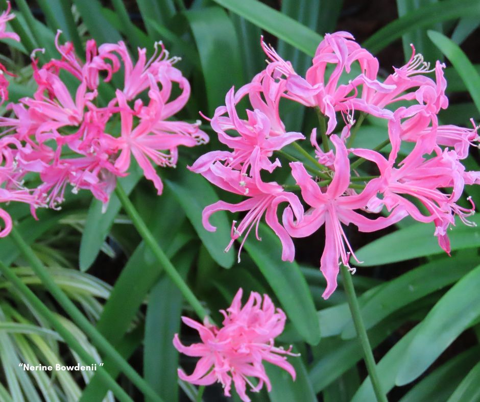 “Le nerine: una sinfonia di rosa nel mio giardino”