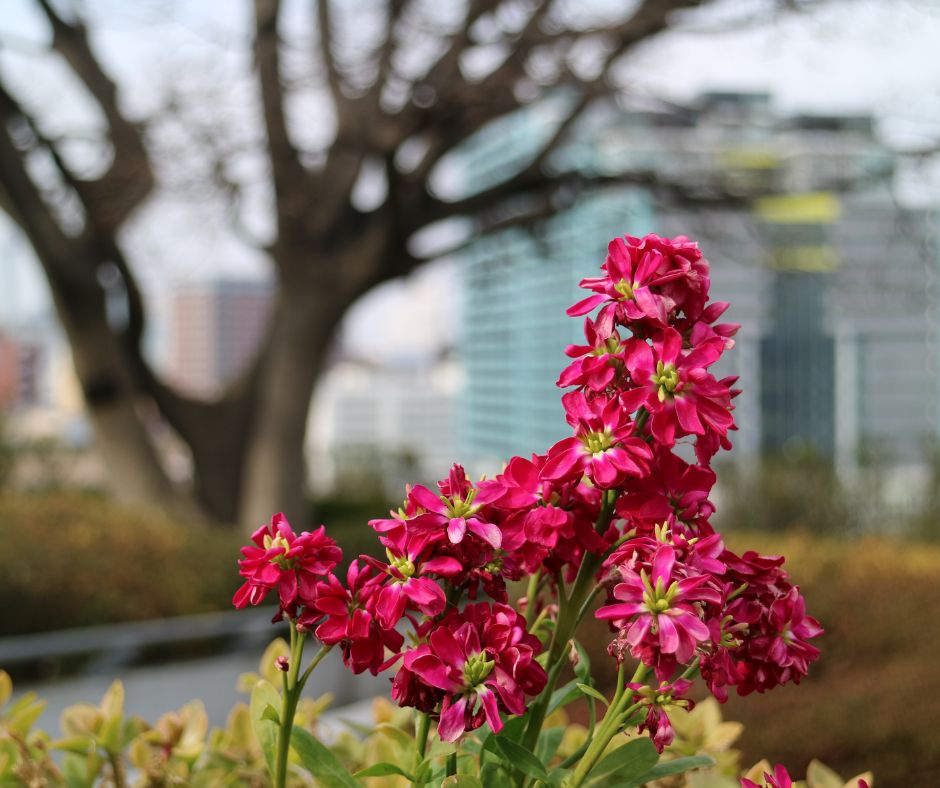 Le Viola a Ciocca: Colori e Semplicità nel Tuo Giardino