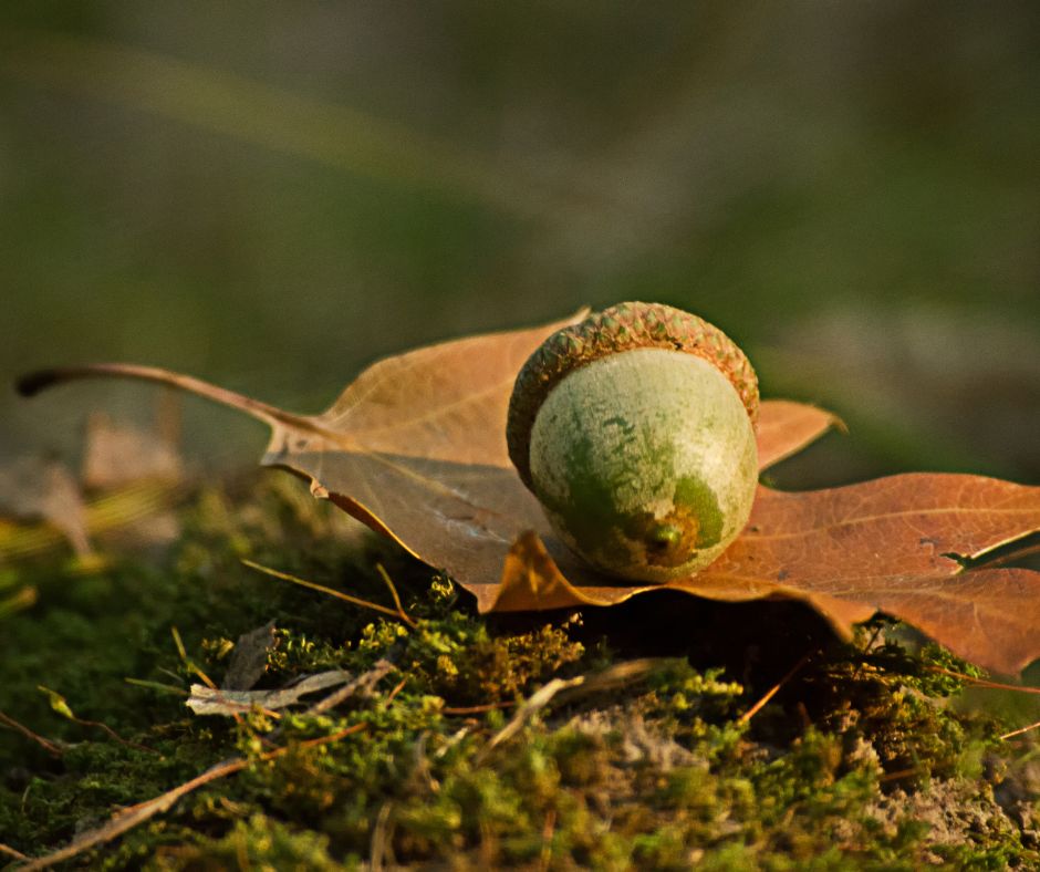 La Ghianda: Un Piccolo Mondo da Scoprire nel Giardino