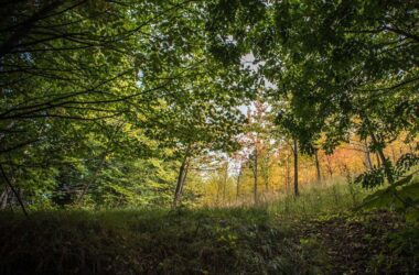 "Bosco di Smerillo"