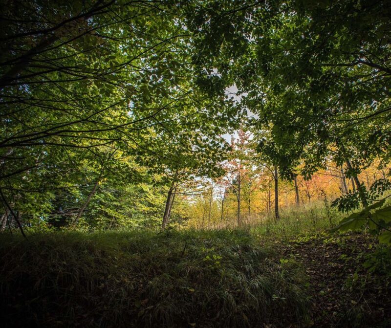 "Bosco di Smerillo"