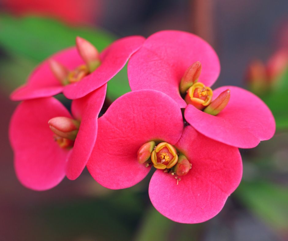 Fiori d’inverno: L’Euphorbia Milii, la pianta perfetta per la tua casa