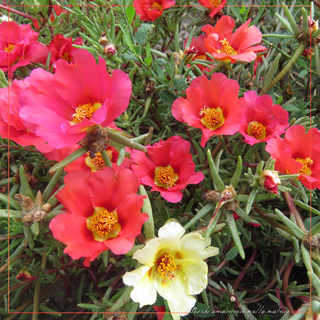 Tutto sulla portulaca.
